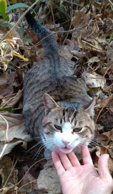 ～ 師走の昼下がり ～ 　トラ柄を  手なづける～♪ 　 (2021.12.22) (c) Yukie Arai