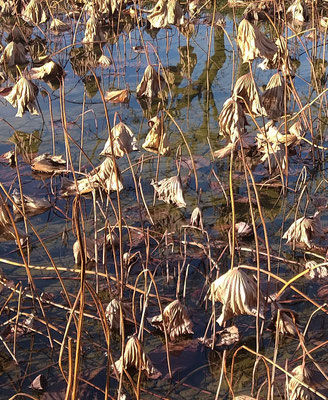 ～  12月の蓮池  ～　天と地を 映す鏡☆...  　(2022.12.5) (c) Yukie Arai