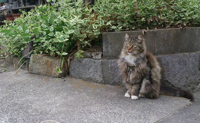 ～ 吾輩は ～  なんとなく 保護色である……♪ (2015.5.22) (c) Yukie Arai