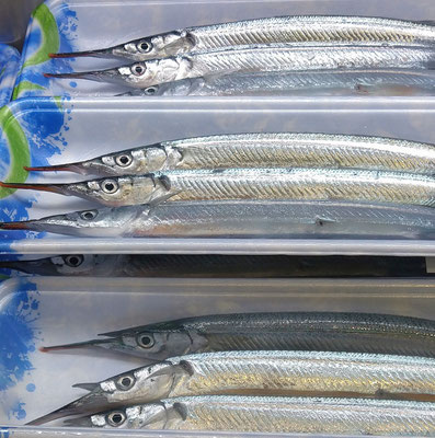 ～  春の季語  ～　サンマじゃないょ  サヨリだょ♪  　(2025.3.2) (c) Yukie Arai