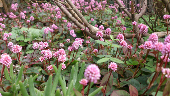 ～  What's your name?  ～　薄紅色の小さき花  ＊こんぺいとう草＊...　と、密かによんでいる ♪　(2016.11.11) (c) Yukie Arai
