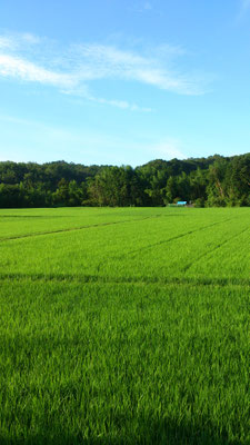 ～  酷暑です  ～　それでも 青々と♪　(2018.7.14) (c) Yukie Arai