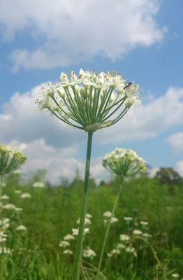 ～ アリさん☆ ～  小さな 働き者…♪ (2014.9.26) (c) Yukie Arai