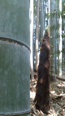 ～ そろそろ・・・ ～  そろそろ アイツを  竹 と お呼びしようかっ……☆ (2015.4.27) (c) Yukie Arai