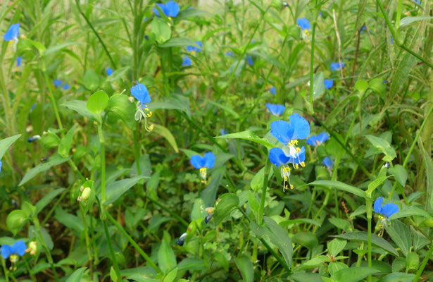 ～  つゆくさ  ～　友は「どこか哀しげな青」と言う☆...  私は「儚げな幸福の青」と言う☆...　(2018.9.16) (c) Yukie Arai