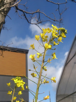 ～  のびのび  ～　ちいさなPowerSpot♪　(2020.1.30) (c) Yukie Arai
