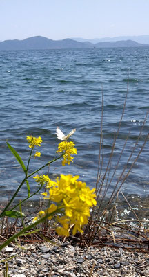 ～  びわ湖をわたる  ～ 　やぶれた羽に  エール☆をおくる　 (2021.4.8) (c) Yukie Arai