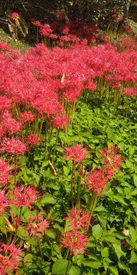 ～  原風景  ～ 　彼岸花に虫の音  今宵は十五夜  月見で一杯☆ 　 (2021.9.21) (c) Yukie Arai