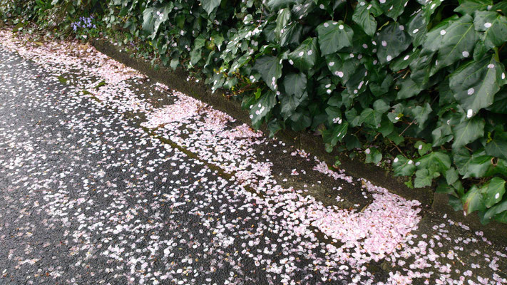 ～  花流し  ～　また  一興かな...☆...　(2018.4.7) (c) Yukie Arai