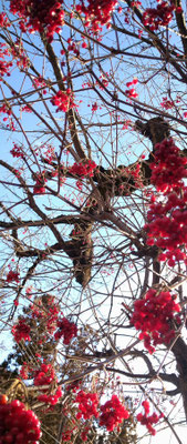 ～  散歩道  ～　赤い実降る♪  雪どけの朝  　(2025.2.11) (c) Yukie Arai