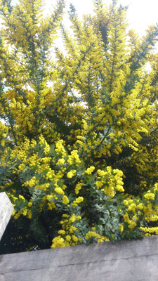 ～  午後２時  ～    こぼれ落ちそうな 黄色を見上げた ♪  (2016.3.27) (c) Yukie Arai