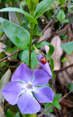 ～  ツルりんどう  ～　小雨の朝  小さなお客さま☆...　　(2020.5.20) (c) Yukie Arai