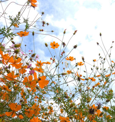 ～  Cosmos  ～　天に描く軌道☆...  　(2022.9.16) (c) Yukie Arai