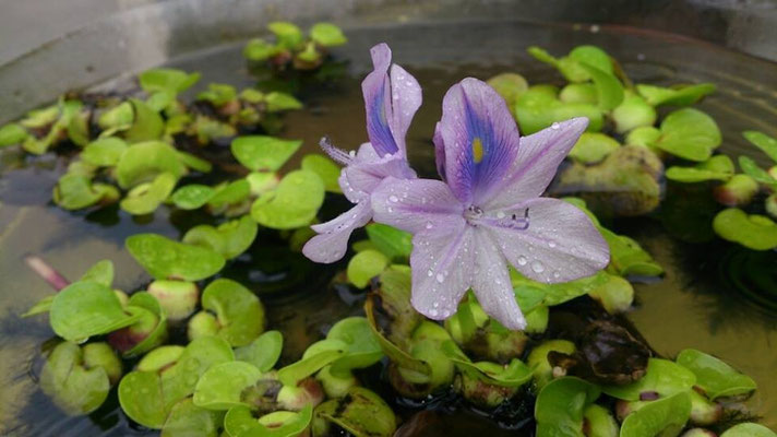 ふぅ～っ。。…夕すずみ☆…水やり☆…メダカ☆… 薄紫 で 涼 を とる (2014.7.26) (c) Yukie Arai