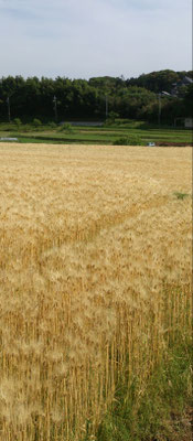 ～  金麦  ～     輝く大海原☆～   (2019.5.30) (c) Yukie Arai