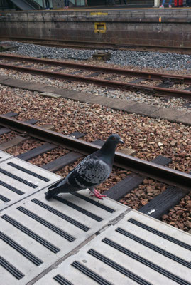 ～  桃色くつ  ～　③番ホーム。 ...ソワソワと電車待ち☆...　 (2016.11.21) (c) Yukie Arai