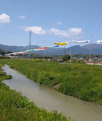 ～  雨あがり  ～　鯉のぼる♪  　(2023.5.1) (c) Yukie Arai