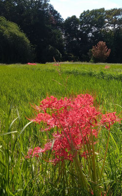 ～  虫の音に  ～　赤い花の束☆ 　　(2024.10.6) (c) Yukie Arai