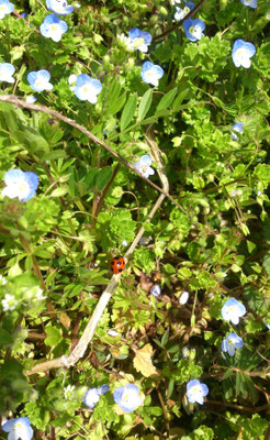 ～  散歩道  ～　ナナホシも Walking♪　(2022.3.30) (c) Yukie Arai