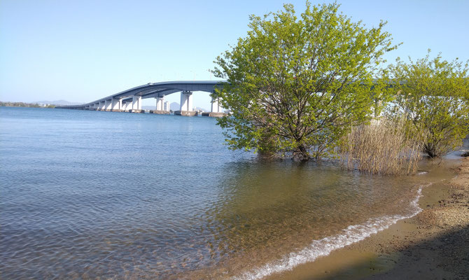 GW後半の琵琶湖...暑くてもう泳げそう～♪ 　　(2024.5.6) (c) Yukie Arai