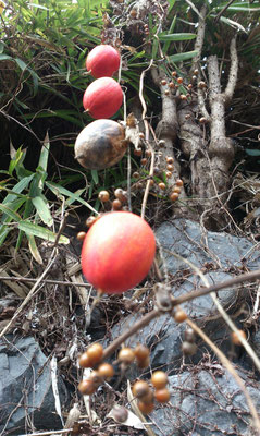 ～  赤い実  ～　秋から冬へ...☆...　(2018.12.7) (c) Yukie Arai