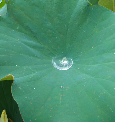 ～  ロータス効果  ～　雨あがり  月光のよう♪  　(2022.7.21) (c) Yukie Arai