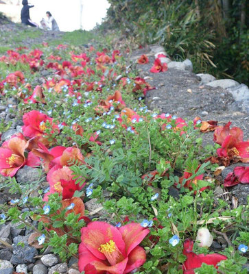シャララ ラ ラーン☆…  その先で  おしゃべり してたのは  少女 でしたっ♪ (2014.4.8) (c) Yukie Arai