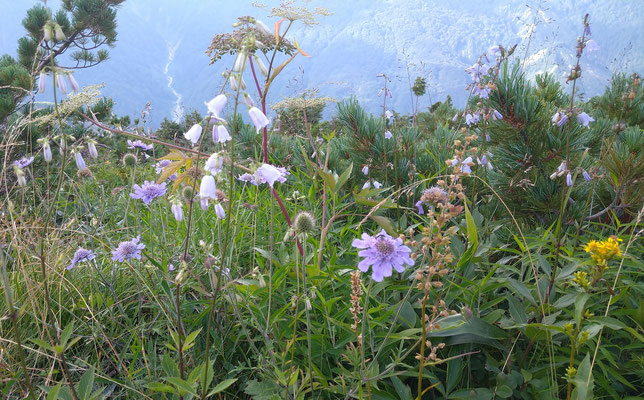 白馬・八方尾根の高山植物     (2023.8.12) (c) Yukie Arai