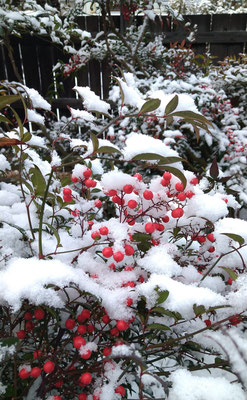 ～  紅白 ～　ふるさとは  雪の朝☆... 　(2023.1.4) (c) Yukie Arai