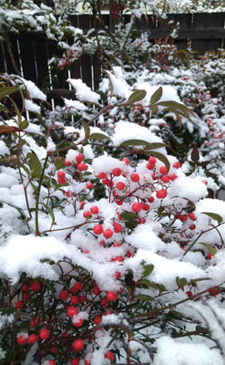 ～  紅白 ～　ふるさとは  雪の朝☆... 　(2023.1.4) (c) Yukie Arai