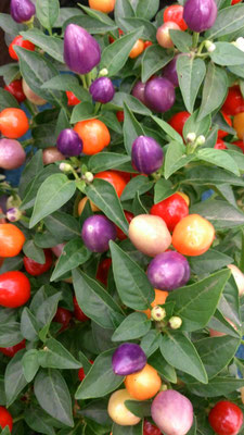 ～  とうがらし  ～     観賞用♪  食べられま～・・・せんっ☆  (2019.8.27) (c) Yukie Arai