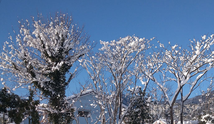 ～  青空と ～　雪の花♪  　(2023.1.26) (c) Yukie Arai