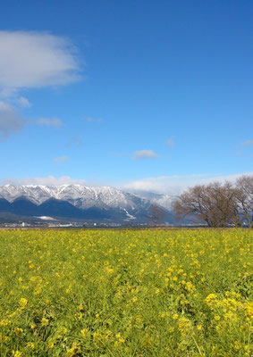   ～  ビタミンcolor  ～  湖岸 なぎさ公園  寒咲き菜の花   私の とっておき元気スポット ♪   (2016.2.4) (c) Yukie Arai