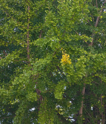 ～  校舎前  ～　　はじまりの 黄葉♪　　(2023.10.25) (c) Yukie Arai