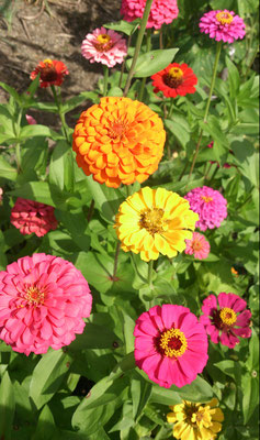 ～ Colorful ～　地上に ひらく  スターマイン ♪　 (2016.8.8) (c) Yukie Arai