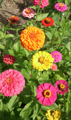 ～ Colorful ～　地上に ひらく  スターマイン ♪　 (2016.8.8) (c) Yukie Arai