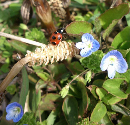 ～ welcome☆ ～ 今年も 私のまちに やってきました♪ (2015.3.30) (c) Yukie Arai