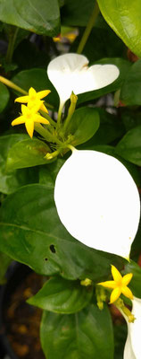 ～  七夕の... ～　願いをかける  星の花☆彡 　　(2024.7.5) (c) Yukie Arai