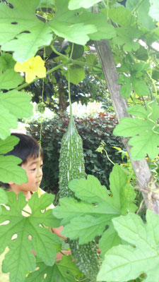 ～  ふるさとの朝  ～  おいっ子と ゴーヤとり♪　(2017.8.15) (c) Yukie Arai