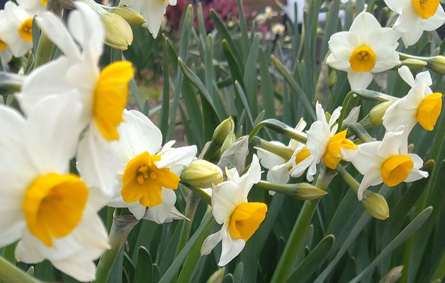 道端のイエロー☆彡　　(2024.2.22) (c) Yukie Arai