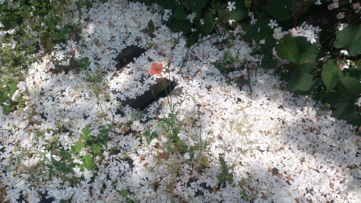 ～  大手毬  ～   はらはらと　また一興の 落花かな♪　(2017.5.18) (c) Yukie Arai