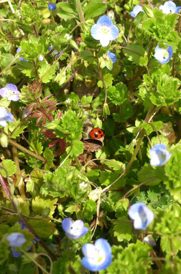 ～  花と七星 ～　小さきものの  大きなせかい♪　　(2024.3.13) (c) Yukie Arai