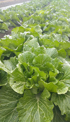 ～  大寒に ～　パリッと 元気と栄養をもらおう♪  　(2023.1.20) (c) Yukie Arai