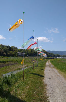 ～  鯉のぼる  ～　１本道♪  　(2025.5.5) (c) Yukie Arai