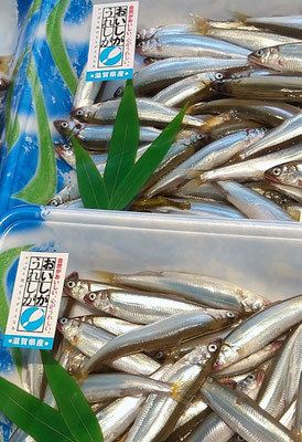 ～  夏の風物詩  ～　琵琶湖の小鮎  大人になっても10cm!! 　　(2024.7.11) (c) Yukie Arai