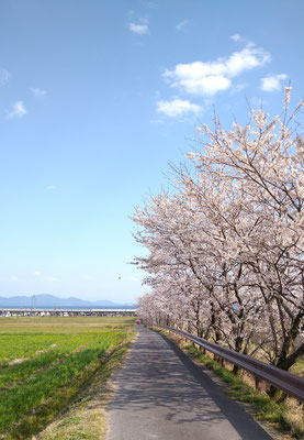 ～  並木 ～　琵琶湖へとつづく 朗朗と♪　(2020.4.4) (c) Yukie Arai