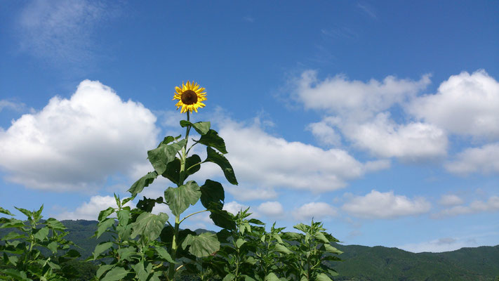 ～  向日葵  ～    青空に 一輪。  あこがれる☆...   (2016.7.25) (c) Yukie Arai