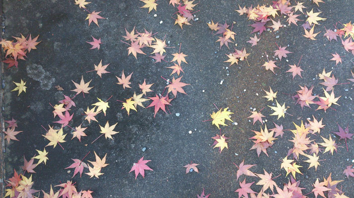 ～  流星群  ～ 今夜、ふたご座流星群が見頃ですょ♪  When You Wish Upon a Star ～☆...(2015.12.14) (c) Yukie Arai