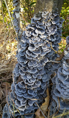 ～  森の鱗よ  ～ 　たち登り 龍となれ☆彡　 (2021.1.19) (c) Yukie Arai