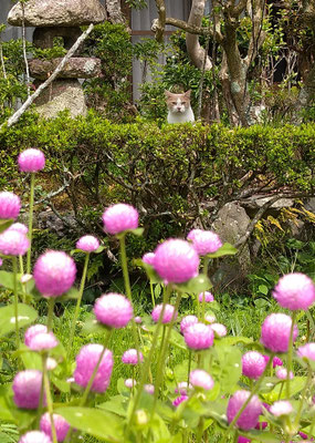 ～  距離感...♪ ～ 　垣根からの猫  千日紅からの私 　 (2021.9.9) (c) Yukie Arai